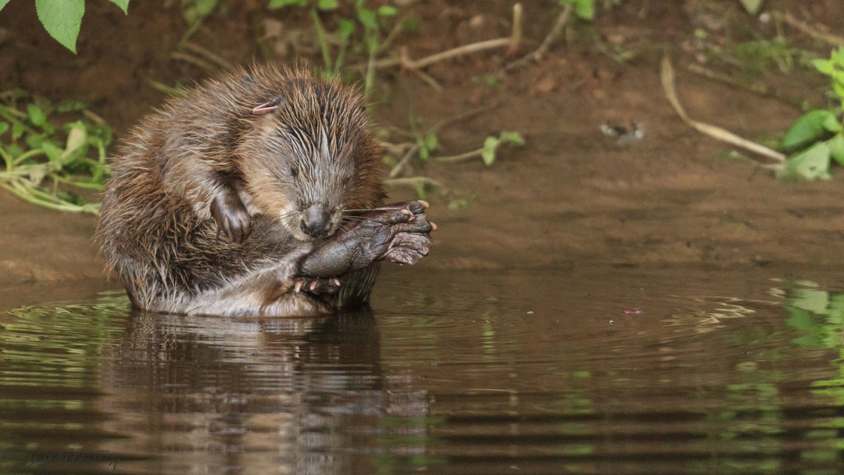 wawlee's tweet photo. A set of images of a fem Beaver having a good old wash n brush up after a day in the Holt with the family!! 
A couple of weeks ago,Devon. https://t.co/OvmFW9JJAr