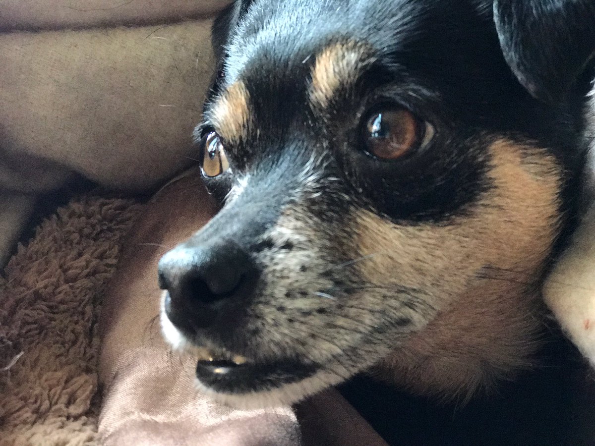 JimmyWayne's tweet photo. One #SharpGirl #RubyTheFosterDog https://t.co/jhSxKuUjol