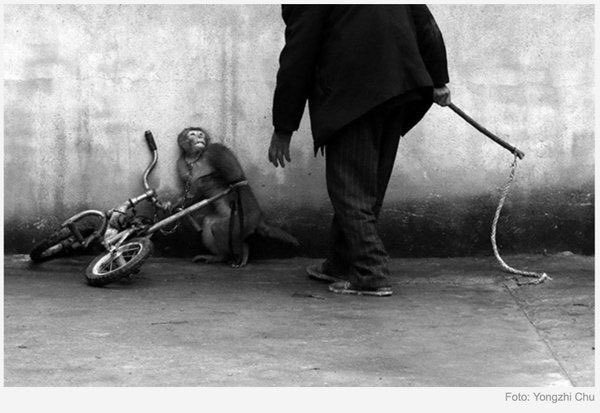 EddyDeGracia's tweet photo. Dile NO a la tortura de animales en los circos. F: @Ecogranjero #EddyDeGracia https://t.co/gJXzPn4tV1