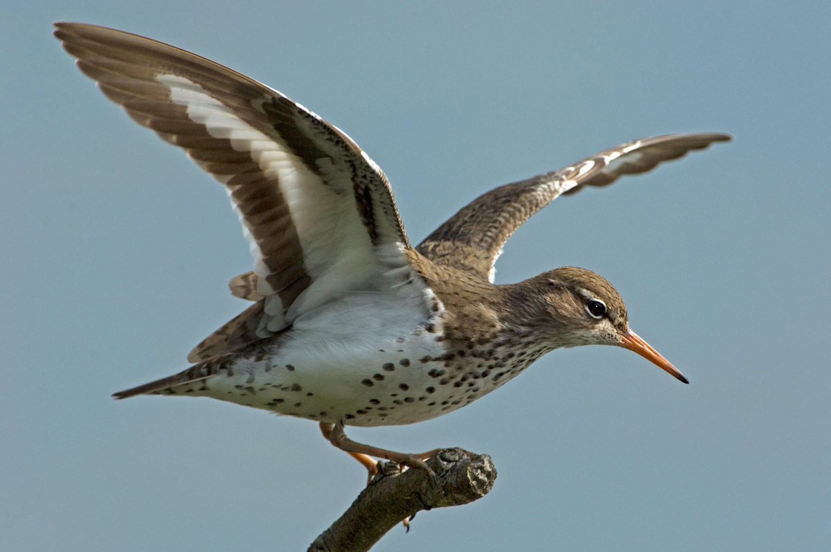 JJAC_Millgrove's tweet photo. Look who was 'Spotted' at Mill Grove yesterday! These Sandpipers are listed as climate threatened. @audubonsociety 
Johann Schumacher/Vireo https://t.co/VkwULJUCRN
