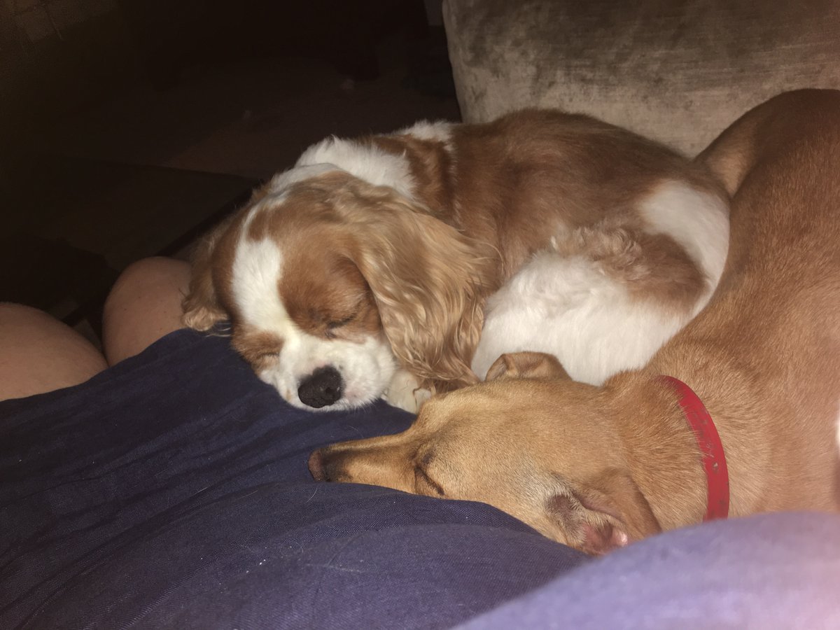 sharonwyness's tweet photo. #sundaysnoozing https://t.co/uqNsDtJQhq