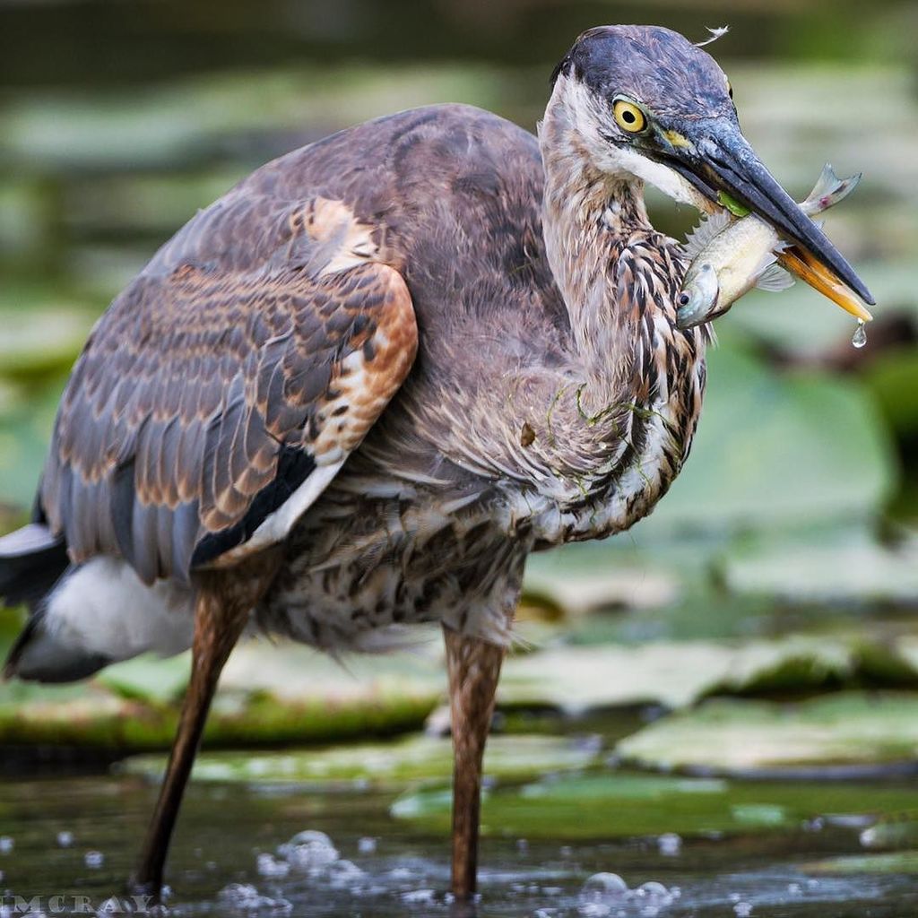 nikographer's tweet photo. #Gbh #greatblueheron #kag #kenilworthaquaticgardens #np #dc #washdc #nikographer #d500 #200400mm  #fish #prey #ins… https://t.co/nxC7f0z5xY https://t.co/vQzo4oKL86