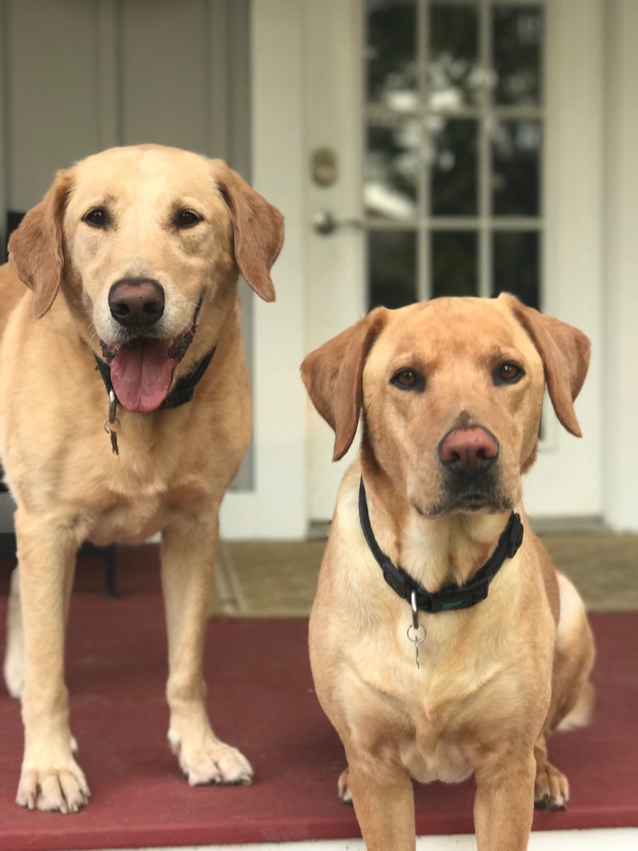 RESCUEDOhio tweet media