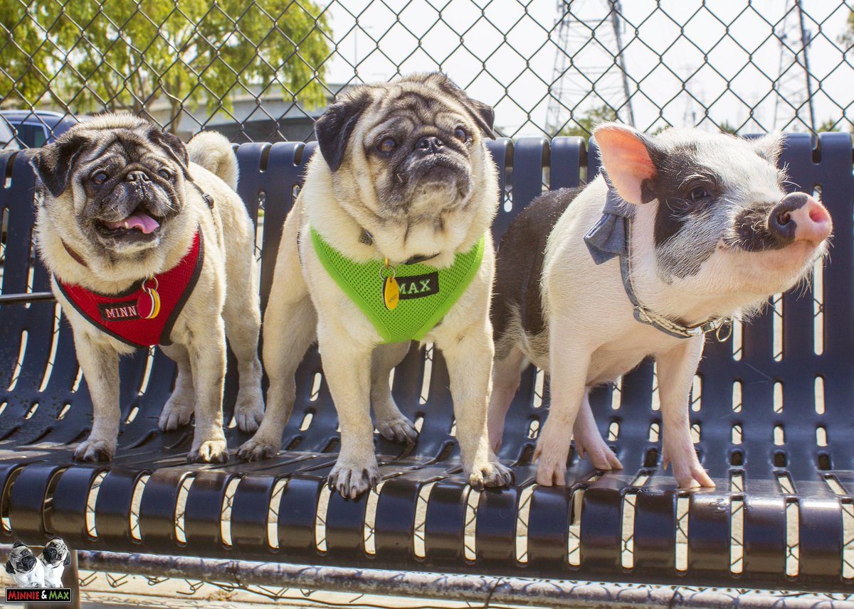 One of us might be at the wrong meetup.
#pug #pig