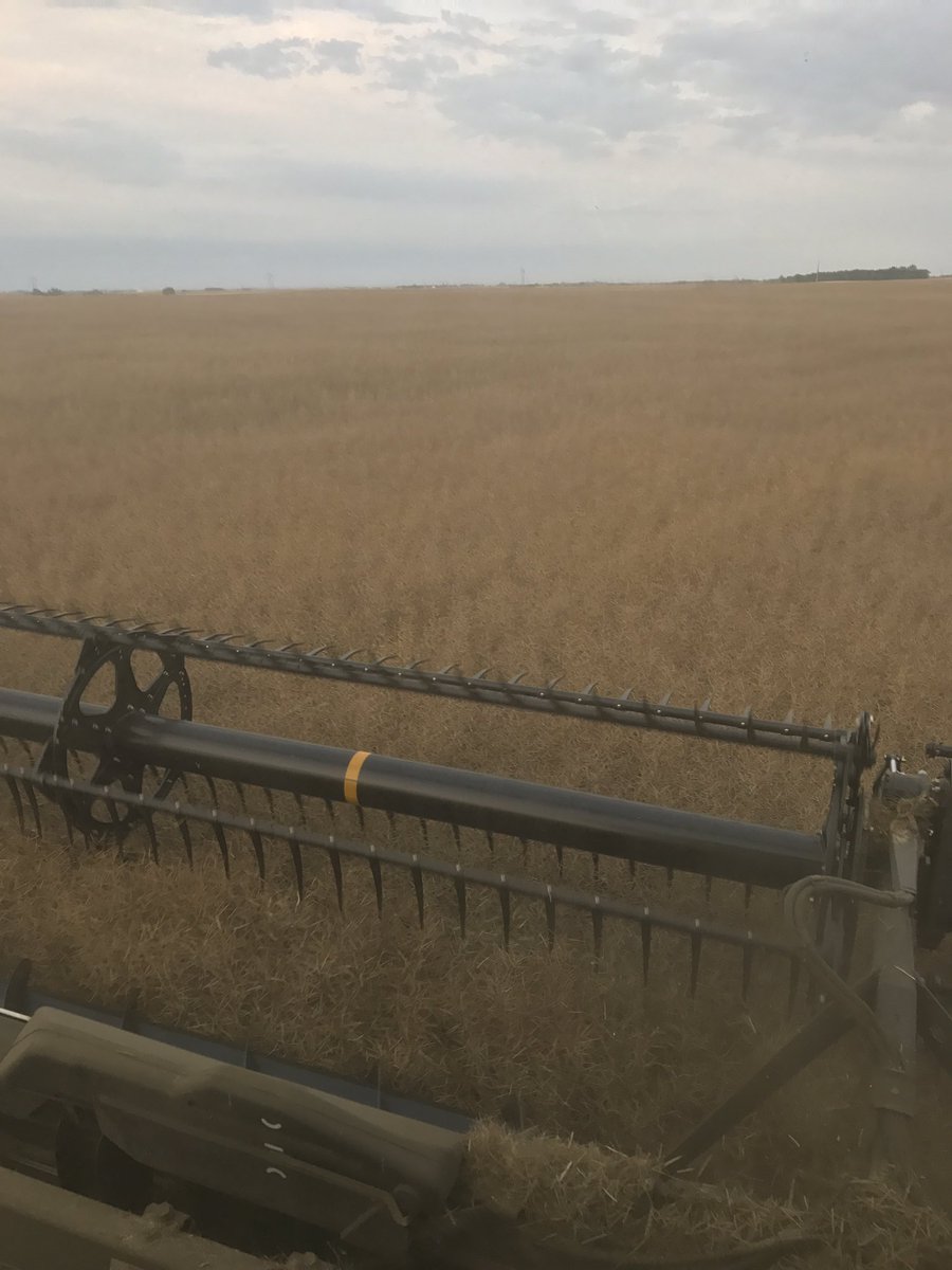 dsolson100's tweet photo. Starting in on some canola tonight @Bayer4CropsCA #L140p https://t.co/epzzb7msSz