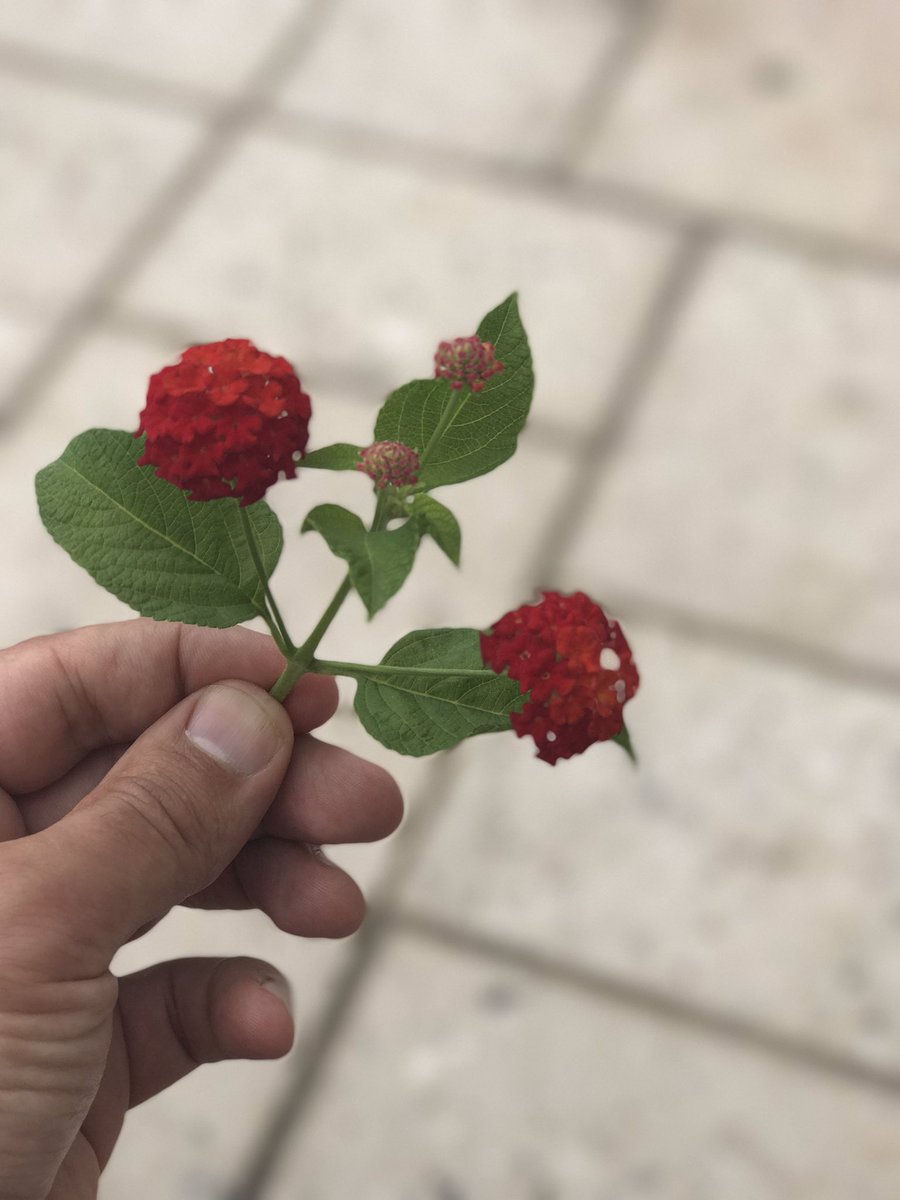 thisisbuehler's tweet image. #Arizona #desert #beauty