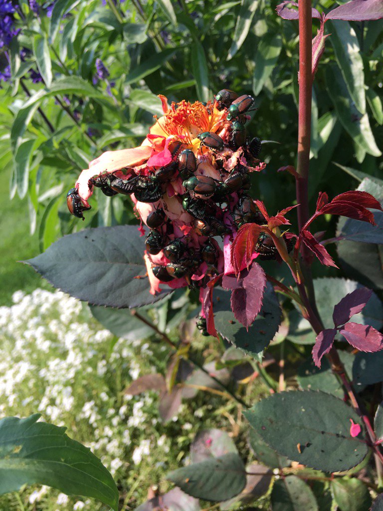 mnrosegardener's tweet photo. Worst ever now after 8 weeks. All drowned immediately. @mnrosegardener @PZimmermanRoses https://t.co/eZiMmDC2dj