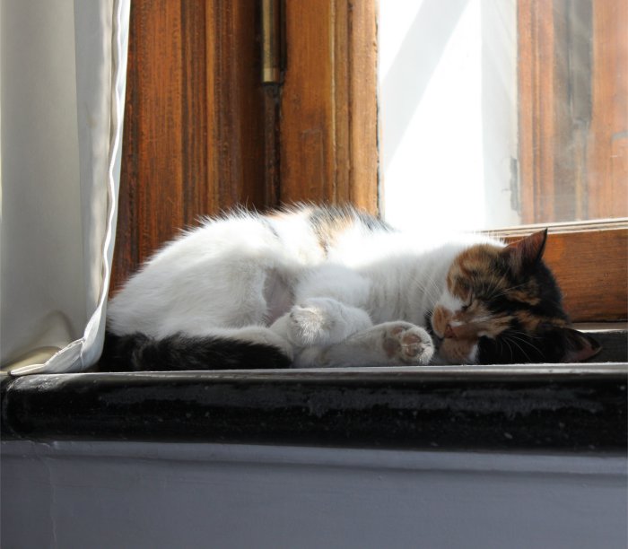Zepapou's tweet photo. Dans la cathédrale Pierre-et-Paul de #SaintPétersbourg, le chat veille (d'un oeil) sur les tombeaux des #tsars #PhotoChaton https://t.co/iYEaUREK8L