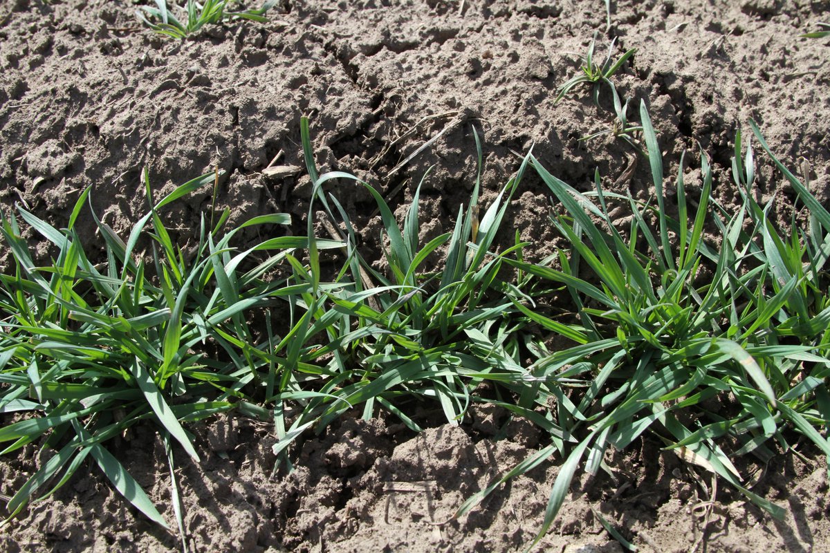 SoilFertilityKS's tweet image. Wheat can show significant increase in fall tillers and root development with the use of N &amp;amp;P starter fertilizer ksu.ag/2uQdZR8