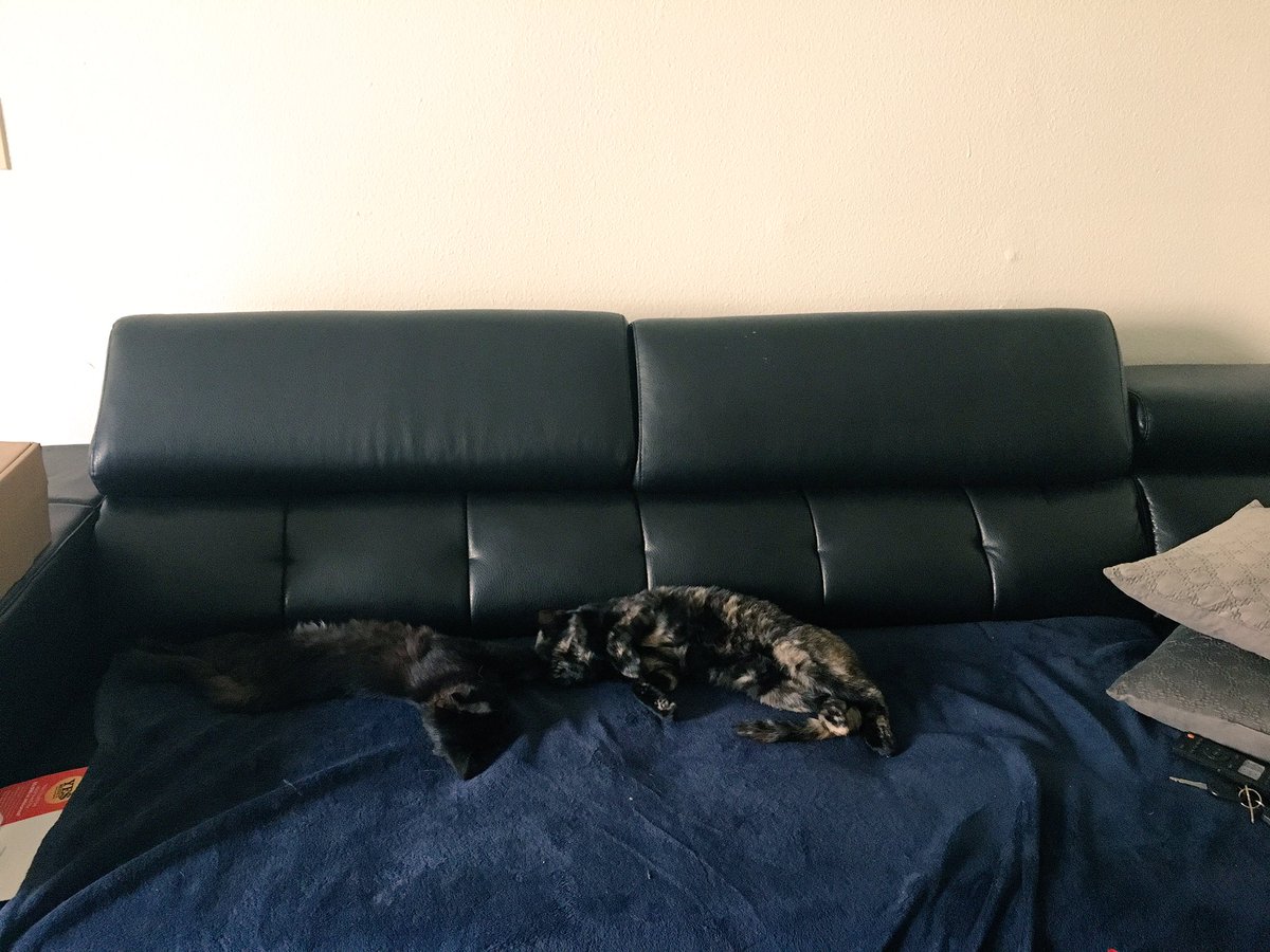 eclair_bear's tweet photo. Got a sectional thinking i would have so much room for all my friends and apparently by friends I meant my cats. https://t.co/2FT2OIhmRN