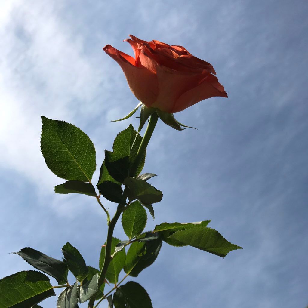 —. Si él iba a ser mi sol, yo sería su cielo.