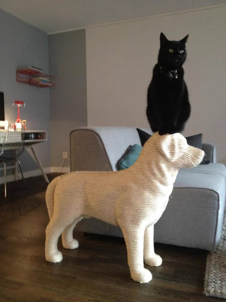 可愛すぎww爪とぎを犬用にすると、猫は大はしゃぎするww