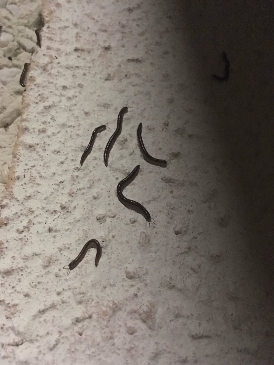 Simon Kelly On Twitter What Are These Little Worm