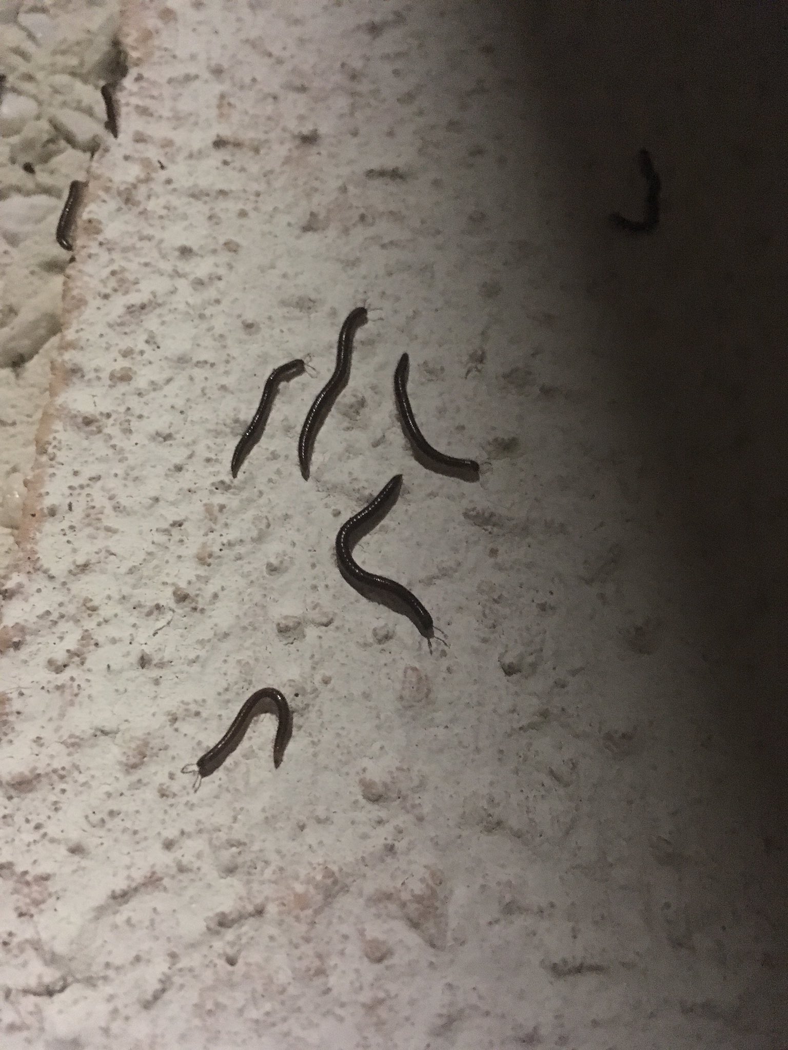 Simon Kelly on X: What are these little #worm #creatures about 4mm long;  can climb up vertical wall, across ceiling & swim? How 2 cull? #PestControl  #domestic  / X