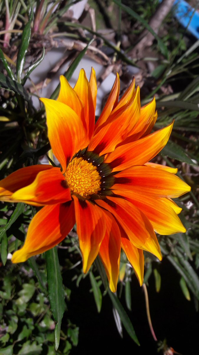 Otra bella flor de mi jardín !!!