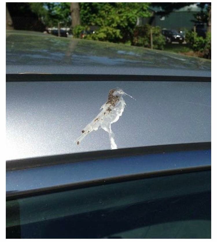 pmonr's tweet photo. When you are a bird and you have to poo, but you are also an artist where the world is your canvas. #artistic #poopbird #birdpoop https://t.co/s4tx9cgLDo