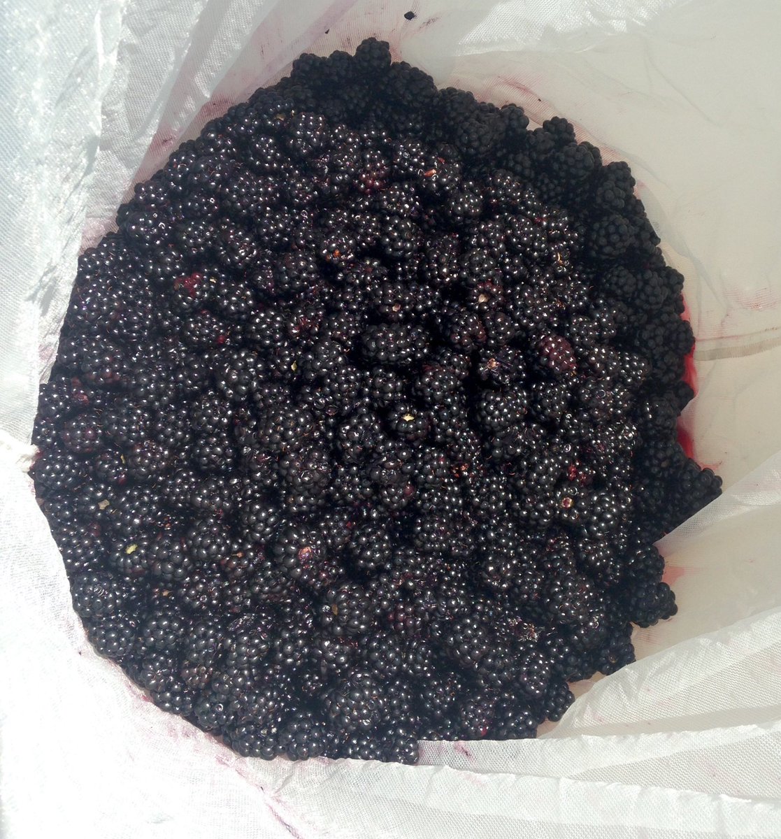 Picked 15lbs. of blackberries, time to make some #wine! #homewinemaking