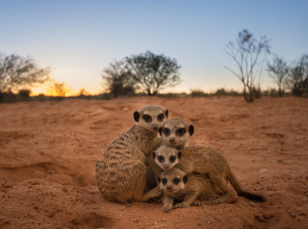 8 fun meerkat facts that will make you want to meet one! Book your Kalahari experience with us or <a href="/Tour2point0/">Tour2.0</a> openafricatravel.com/blog/2017/8-fu…