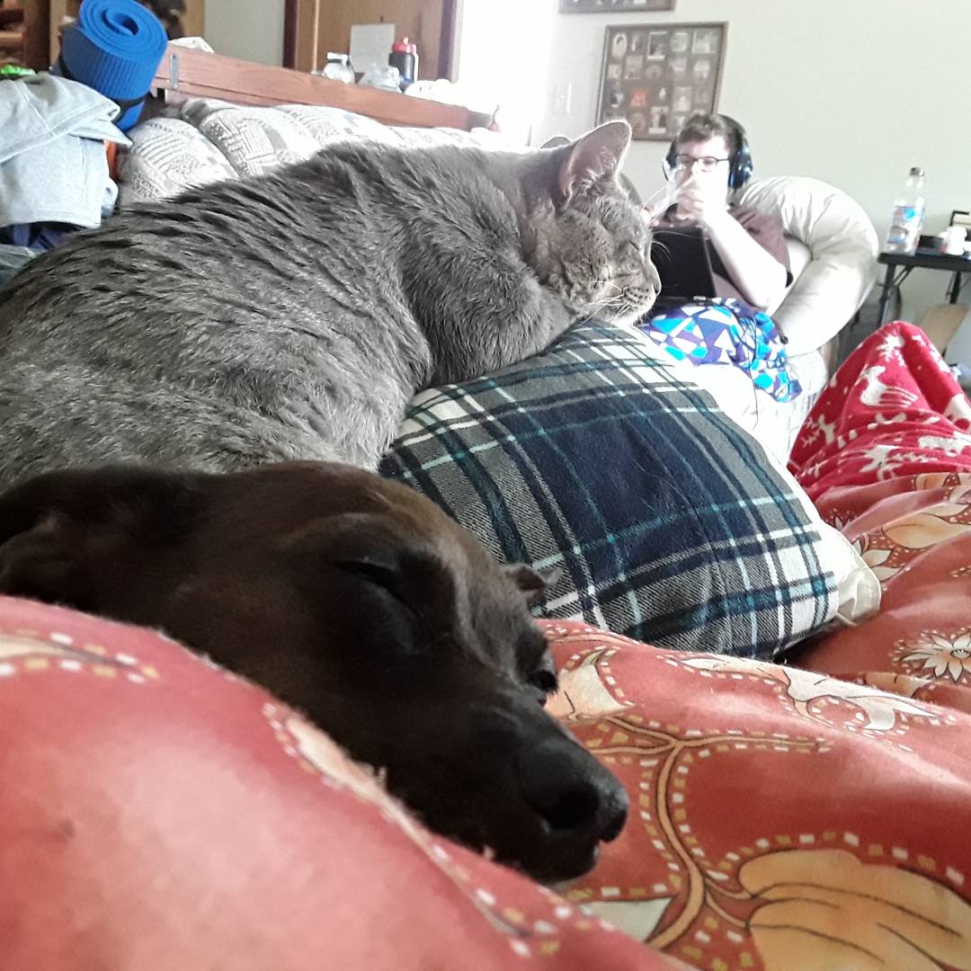 OurFluffyFam's tweet photo. Mr. Love is making great #progress He even came up to be #petted and made himself #comfortable on my #pillow for the #firsttime ever 😄😍 https://t.co/b1PNufFT6c