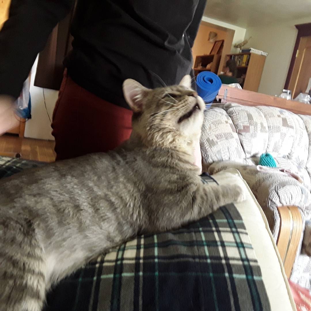 OurFluffyFam's tweet photo. Mr. Love is making great #progress He even came up to be #petted and made himself #comfortable on my #pillow for the #firsttime ever 😄😍 https://t.co/b1PNufFT6c