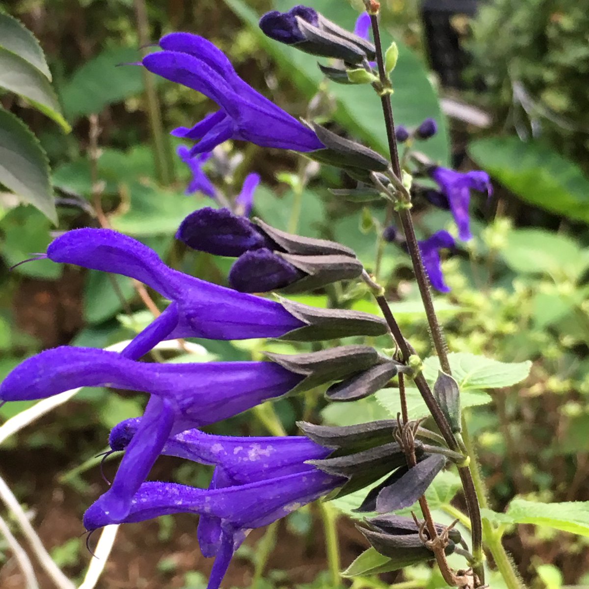 ぎほうさん こみたん おはようございます 今朝の花は庭の片隅に 咲いてる紫の花 どうやらハーブ ツンとした 香りを放っています この花はフォロワーさんが メドーセージと教えて くれました 今も色鮮やかに咲いて 緑の中に濃い紫が映えます 花