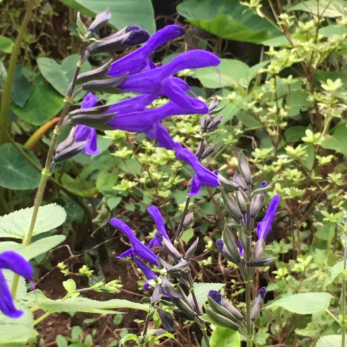 ぎほうさん こみたん No Twitter おはようございます 今朝の花は庭の片隅に 咲いてる紫の花 どうやらハーブ ツンとした 香りを放っています この花はフォロワーさんが メドーセージと教えて くれました 今も色鮮やかに咲いて 緑の中に濃い紫が映えます 花