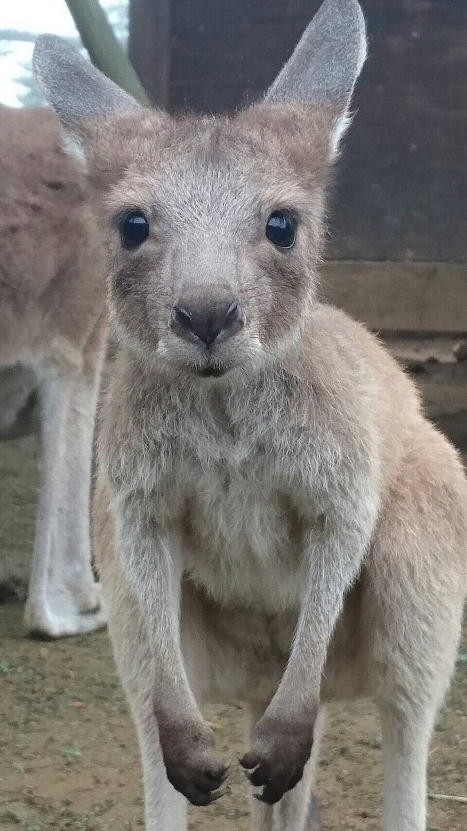 伊豆シャボテン動物公園グループ 公式 On Twitter クロカンガルー の赤ちゃん 最近ママのお腹から外に出るようになってきました 好奇心旺盛です クロカンガルー 赤ちゃん 動物園 植物園 動物 癒し ふれあい かわいい サボテン シャボテン 伊豆 伊豆