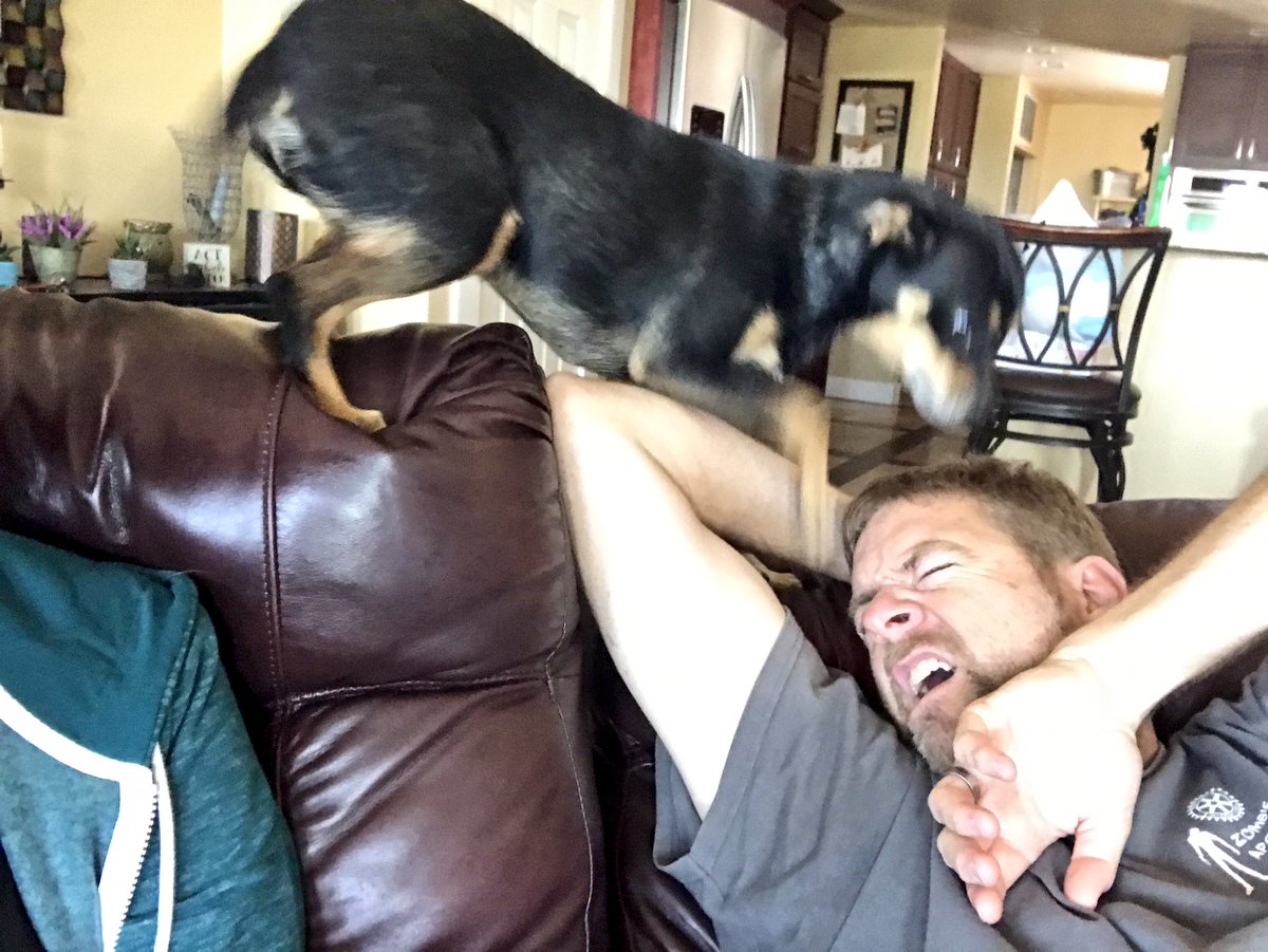 Jelyjames's tweet photo. She just wants to give kisses! #WhenDogsAttack https://t.co/QYlJK5DMuk