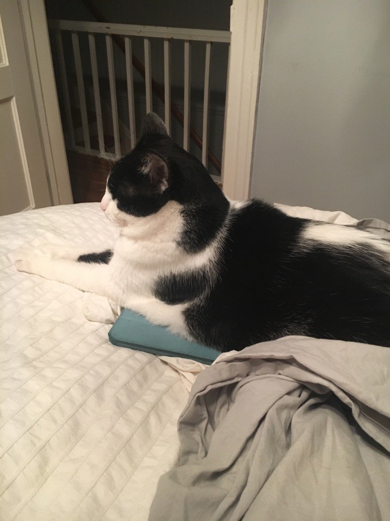 SparksStorey's tweet photo. I guess I'm not going to be using my iPad either.... what an animal. #getoffmystuff https://t.co/E9HguRRPi2