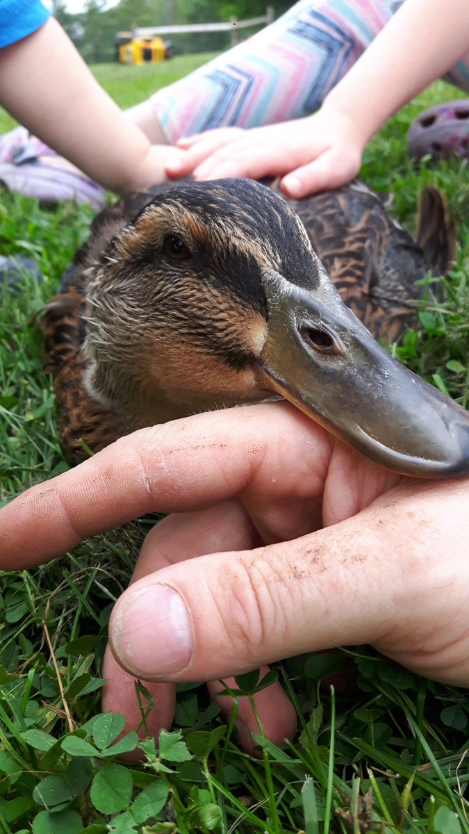 tenwattandrew's tweet photo. Tallied up the junior #GrumpyDucks and had 9 noisy quackers and 3 quiet ones. 75% lady ducks in this hatch 👍👍 https://t.co/wTjlFVrEZC