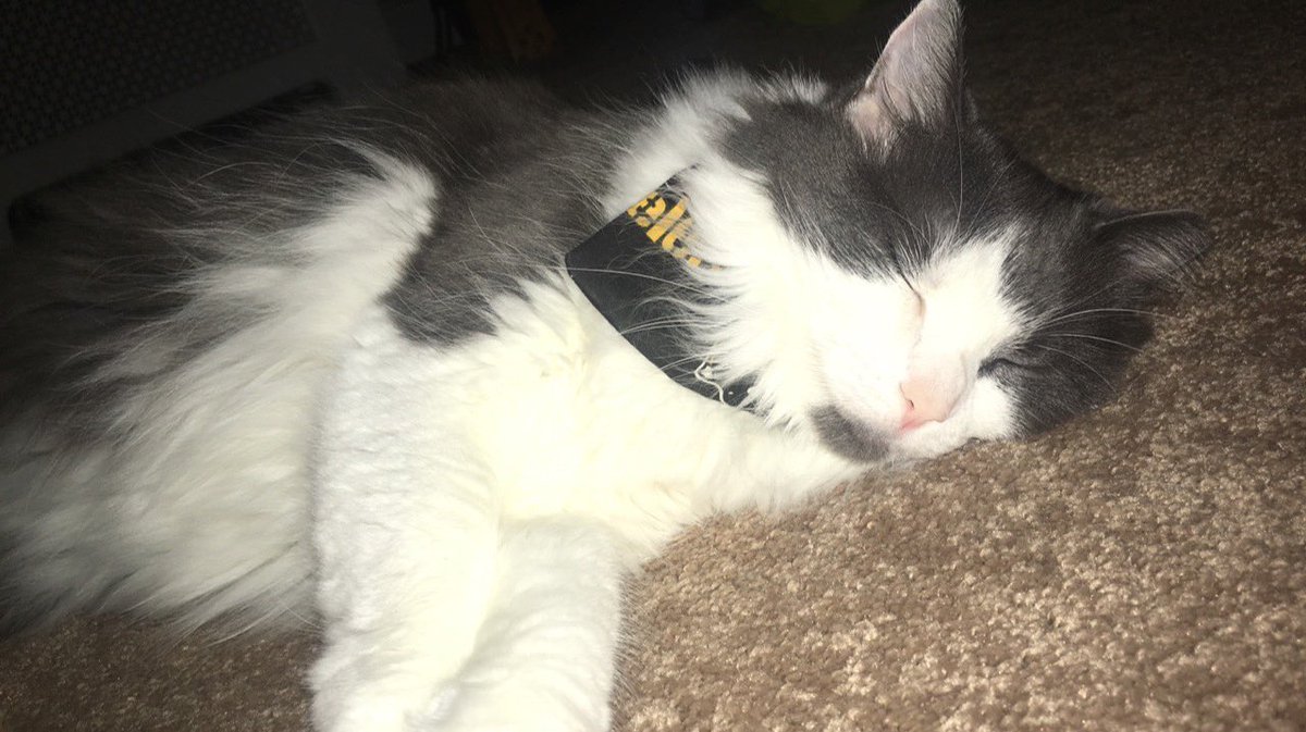 FiWithTheGoatee's tweet photo. I can sleep well knowing the #Steelers won today. #FiWithTheGoatee #catsrule #WelcomeToFisHouse https://t.co/iFRW0OSFFZ