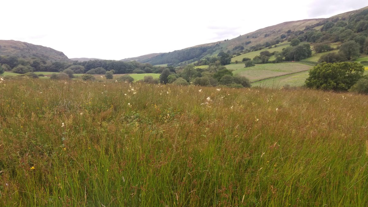 gutoeidda's tweet photo. #EnvironmentalSuccess 21/30 wet or steep areas of hay feild left uncut anualy producing environment for flowers and butterflys https://t.co/kXh2svuPPV
