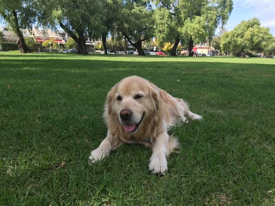 Jarrapin's tweet photo. Reward growing daily, now around $3000 for return of Mistymoor Man of Mystery (Poddy/Austin). Pls ring 0402467056. #goldenretriever https://t.co/blM7Bj8tf2
