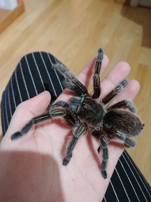 My sweetest and friendliest girl, a g. Porteri named Madison (after Madison Bumgarner duh) adopted her