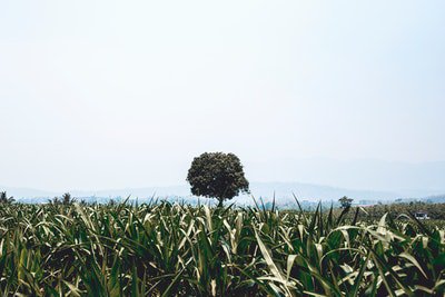 vegsage's tweet photo. Photo By #PeterHershey | #Unsplash
#farmingnz #farmingbase #farmingislife #farmingphotography #farmingtonutah #vegsage #agriculture https://t.co/82Lt0pJ9kX