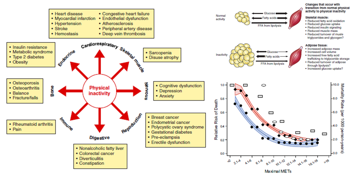 pruecormie's tweet photo. Physical inactivity is associated with many chronic diseases, metabolic dysfunction & increased risk of death https://t.co/TMg6Qj3yfB https://t.co/ClbKyiZSmw
