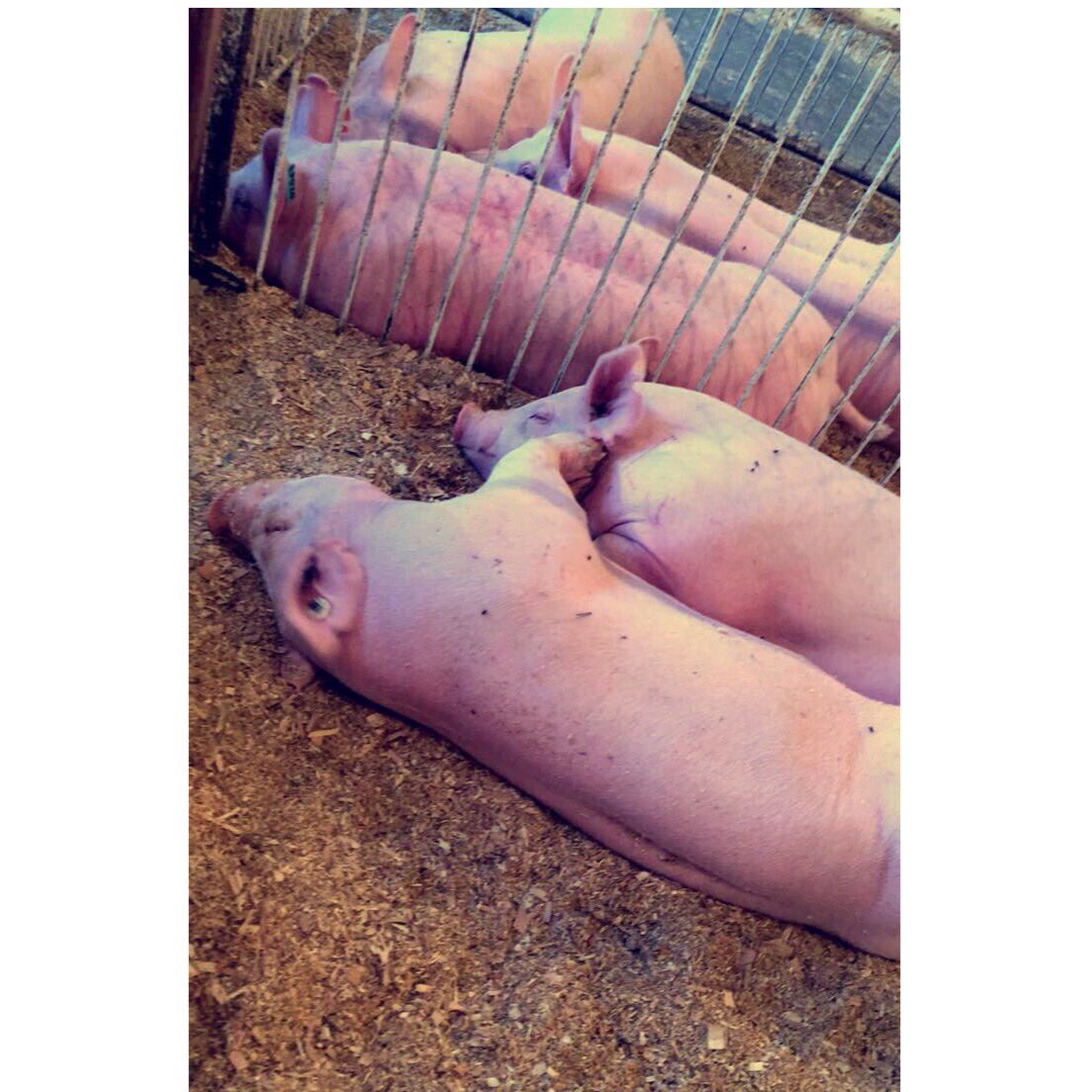 spunkicheeks's tweet photo. I love the fair ๐ท๐ท #SteeleCounty https://t.co/ynyFGtBFyF