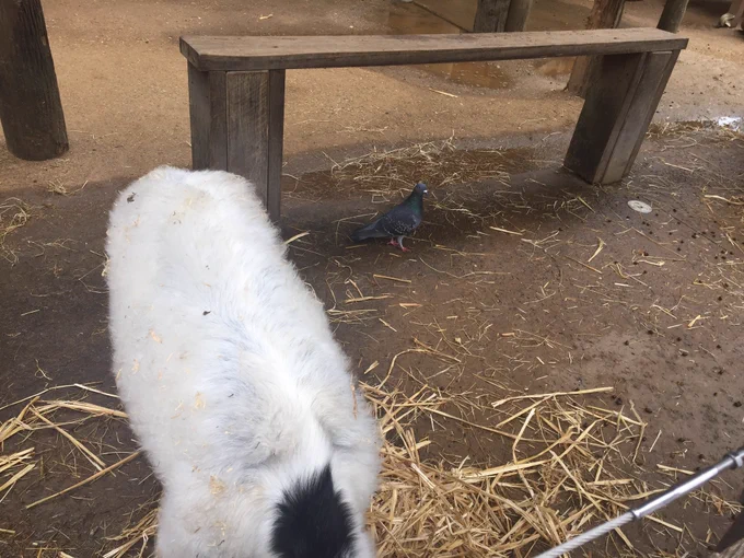動物園で最初に撮った写真です 