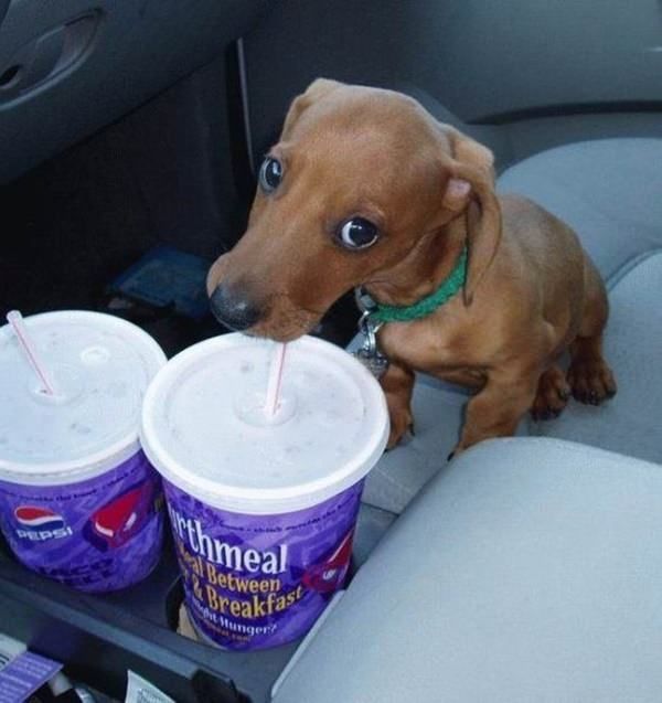 mrxinu's tweet image. 10/10 would totally share every drink I bought with this little guy. Also, how do I train my puppos to use a straw?  #wtb #pethack