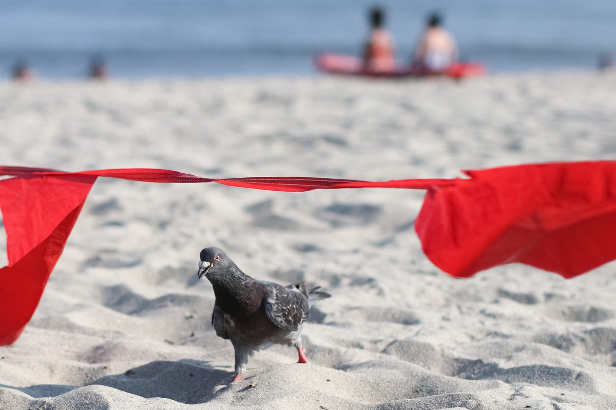 "Pigeon? What pigeon? Nobody here but us seagulls."