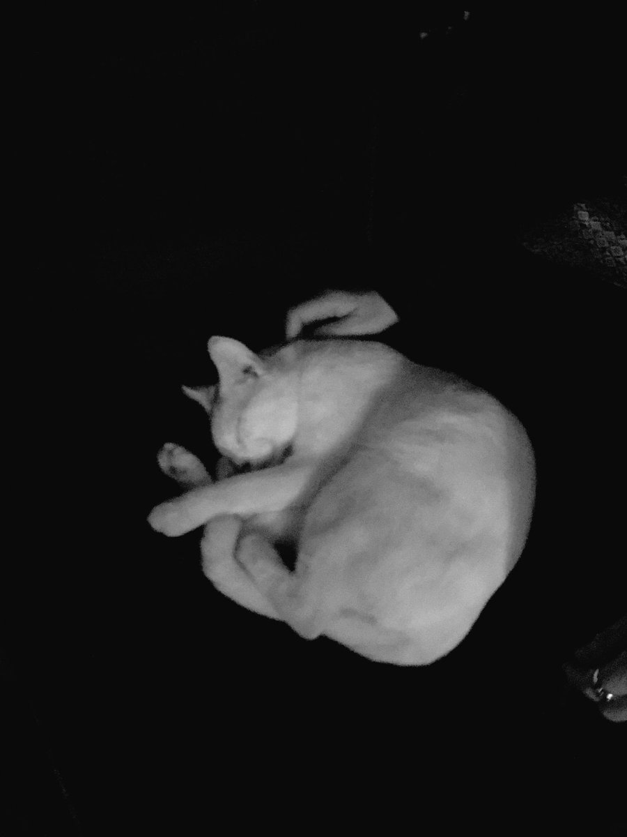 ginzastreetcat's tweet photo. #NYC #Small's #JONROCHE #SAUL RUBIN #ROMANIVANOFF #CLIFFORDBARBARO ここは白猫撫でながらjazz 聴ける店とかもう天国。東京にも作って下さい。 https://t.co/e1HjFuAEcu