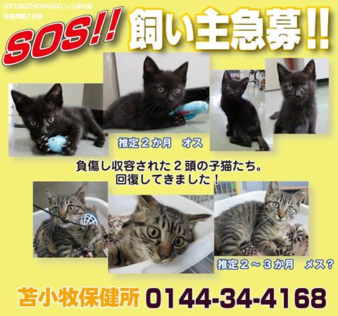 認定npo法人hokkaidoしっぽの会 苫小牧保健所 0144 34 4168 負傷の子猫2頭が出会いを待っています 推定2か月のオスの黒猫は 骨盤と右後肢の骨折 トイレが使えませんが元気です キジトラ子猫は壊死のため断尾しましたが 生活に支障はありません 認定npo法人hokkaidoしっぽの会 苫小牧保健所 0144 34 4168 負傷の子猫2頭が出会いを待っています 推定2か月のオスの黒猫は 骨盤と右後肢の骨折 トイレが使えませんが元気です キジトラ子猫は壊死のため断尾しましたが 生活に支障はありません