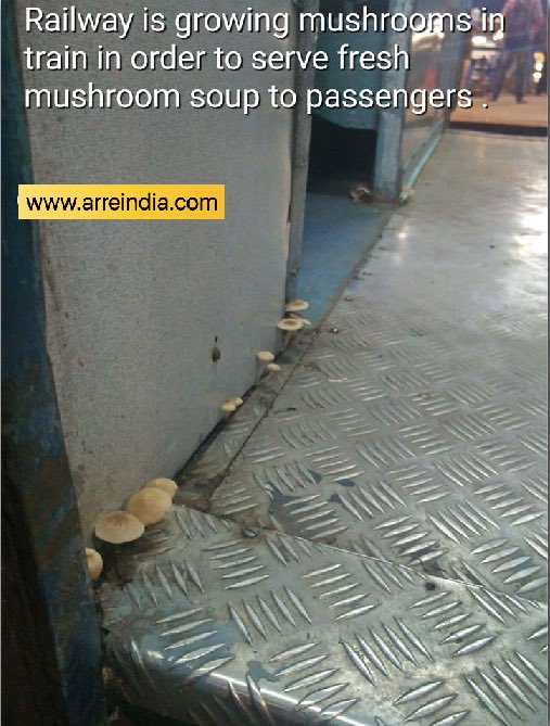 ArreOfficial's tweet photo. New Initiative- Fresh Mashrooms at #IndianRailways #IRCTC #UPTrainTragedy #SureshPrabhuMustResign #RailwayUpgradePlan #ArreIndia #Railways https://t.co/7hHIBsRmaN