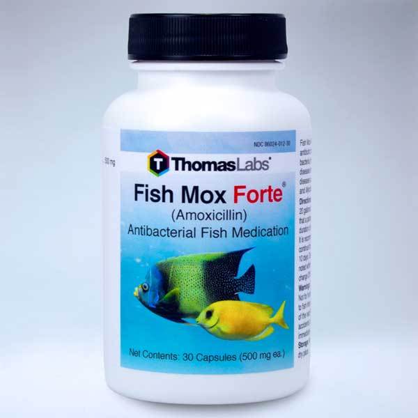 medicalprepper's tweet photo. Fish Mox Forte (Amoxicillin 500mg), 30 capsules https://t.co/7GPQREC9nz https://t.co/CPvzX5yR00