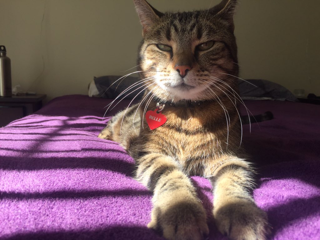 mechanicalomega's tweet photo. @naycation Not a doggo but here's Belle 🐱🐾 https://t.co/56hxLSDVyR