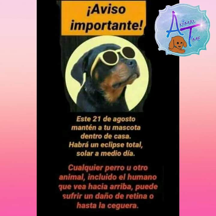 CreativeTimeT's tweet photo. Cuidemos a nuestros amigos más fieles en este #Eclipse  #Eclipse2017 #PorElMundo #DomingoDeGanarSeguidores  #DomingoFamiliar #Domingo #lunes https://t.co/MjvGBvcJUS