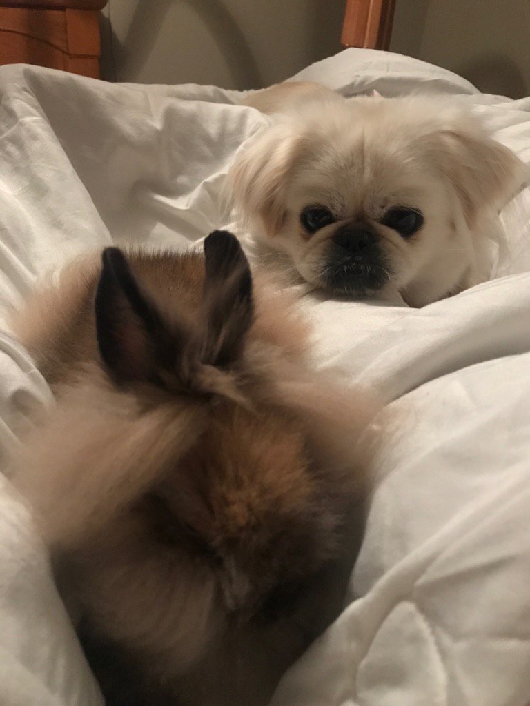 Aww Marilyn watching her new friend Dunamis the bunny