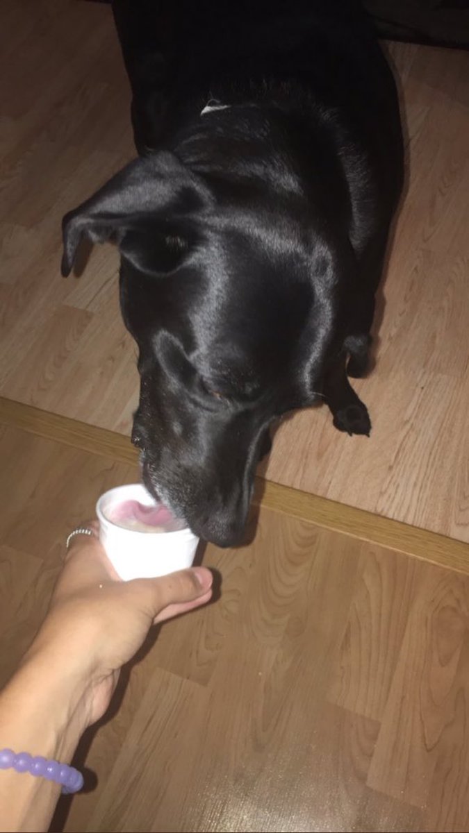 SDDogs1's tweet image. Chilo, lead