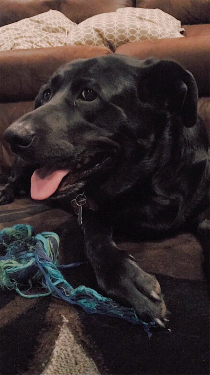 SDDogs1's tweet image. Chilo, lead