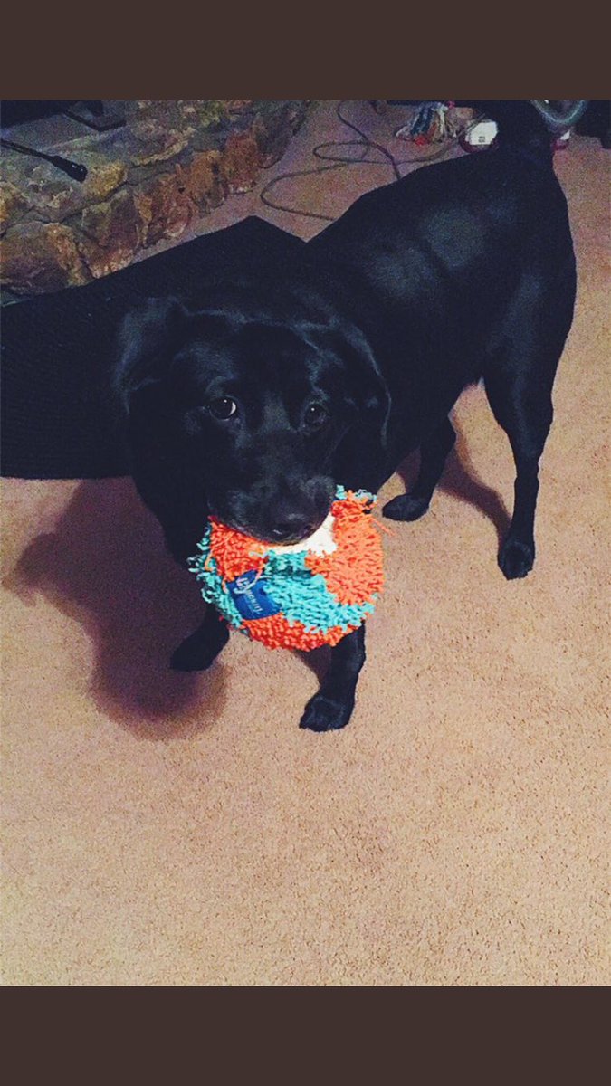 SDDogs1's tweet image. Chilo, lead